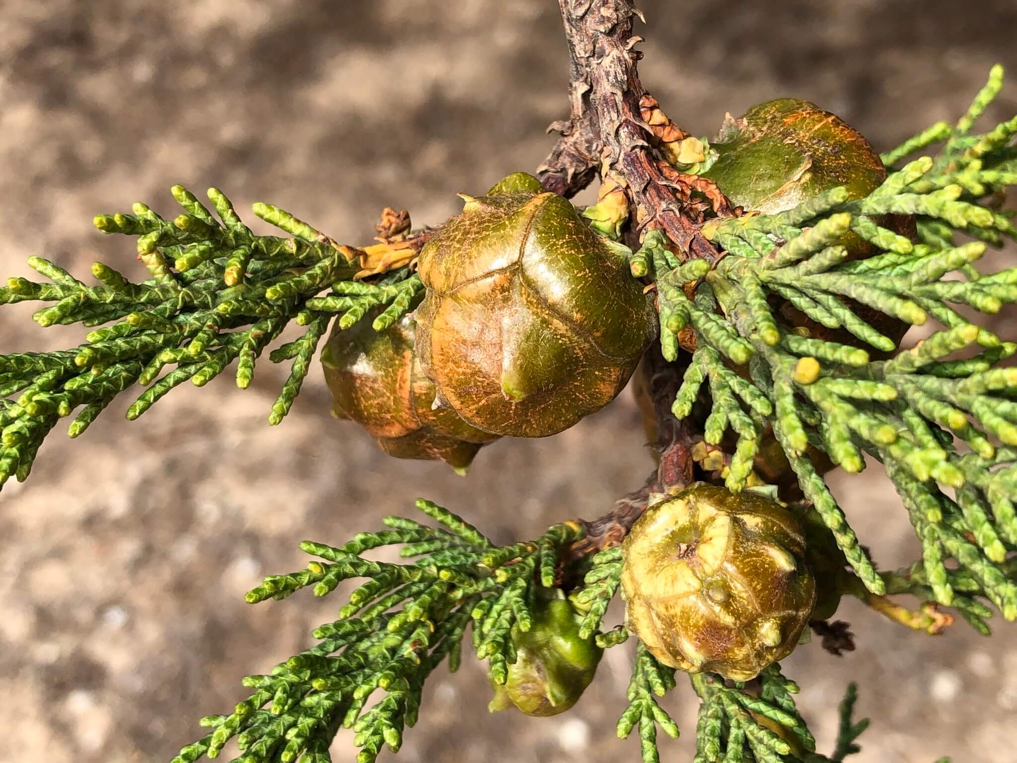 Cupressus macrocarpa 'Compacta'